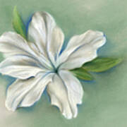 White Azalea Flower Art Print