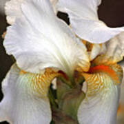 White Bearded Iris Art Print