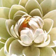 White Blooming Lotus Art Print