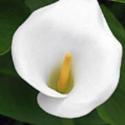 White Calla Lily Art Print