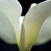 White Calla Lily Art Print