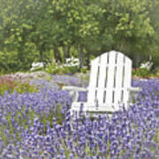 White Chair In A Field Of Lavender Flowers Art Print