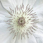 White Clematis Flower Macro 50121c Art Print