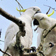 White Cockatoos Art Print