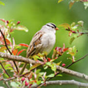 White-crowned Sparrow Art Print