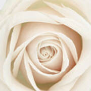 White Dawn Rose Art Print