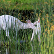 White Deer Wading In Water 3 Art Print