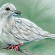White Dove In The Pine Art Print