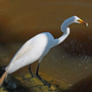 White Egret Fishing For Midday Meal Art Print
