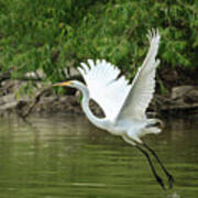 White Egret Flaps And Landing Gear Down Art Print