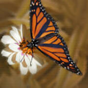 White Flower With Monarch Butterfly Art Print
