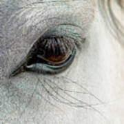 White Horse Eye Art Print