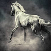 White Horse In Dust Equestrian Beauty Art Print