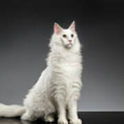 White Huge Maine Coon Cat On Gray Background Art Print