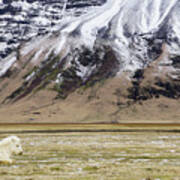 White Icelandic Horse Art Print