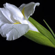 White Iris Ii Art Print