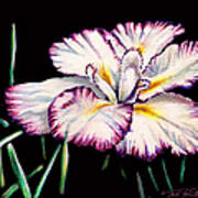 White Iris Art Print
