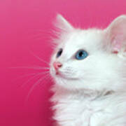 White Kitten On Pink Art Print