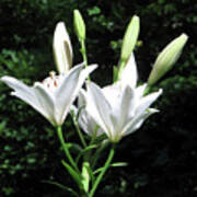 White Lilies, West Virginia Art Print