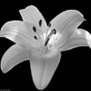 White Lily 2 Art Print