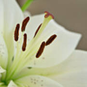 White Lily 4 Art Print