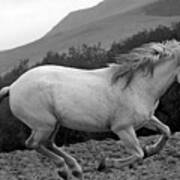 White Mare Gallops #1 -  Close Up Black And White Art Print