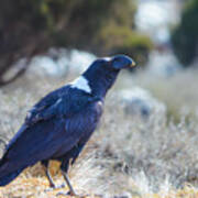 White-necked Raven Camping Out On Kilimanjaro Art Print
