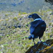 White-necked Raven Cliff-side Art Print