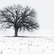 Fade To White - An Isolated Oak In Corn Stubble Field With Snowstorm Art Print