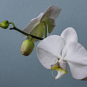 White Orchid 0320 Art Print