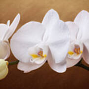 White Orchid Flowers And Bud Art Print