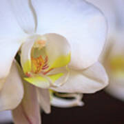 White Orchid Art Print