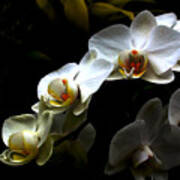White Orchid With Dark Background Art Print