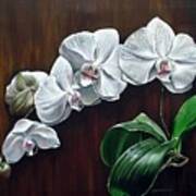 White Orchids Ii Art Print