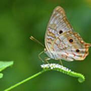 White Peacock Butterfly On Small White Flowers Art Print