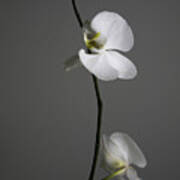 White Phalaenopsis Orchid Art Print