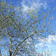 White Poplar And A Blue Sky Art Print