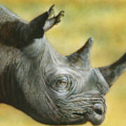 White Rhino Art Print