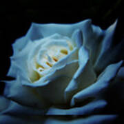 White Rose 2 Art Print