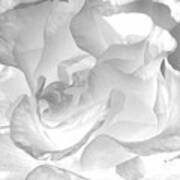 White Rose - Limited Edition Available 1 Of 25 Art Print