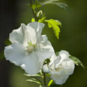 White Rose Of Sharon Squared Art Print