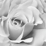 White Rose Ruffles Monochrome Art Print
