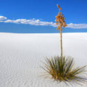 White Sands Yucca Art Print