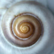 White Snail Shell Art Print