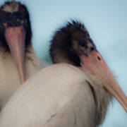 White Stork Offspring Art Print