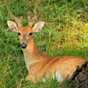 White-tail Buck Resting Art Print