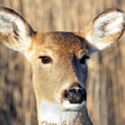 White-tailed Deer Art Print