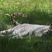 White Tiger Swinging His Tail As He Rests In Grass Art Print