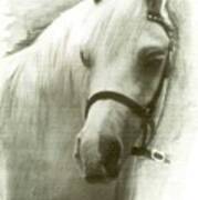 White Welsh Pony Art Print