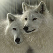 White Wolves - Sunlit Soulmates Art Print